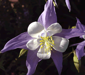 Aquilegia caerulea